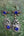 Boucles d'oreilles Kuchi afghanes artisanales, bijou ethnique afghan