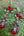 Boucles d'oreilles Kuchi afghanes rouges, bijou ethnique nomade