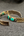 Bracelet ajustable Nuristan Afghanistan porté au poignet, pierres turquoise