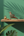 KIFF KIFF handcrafted brass Dhokra parrot statue on a wooden shelf against a green wall with palm leaf shadows.