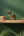 KIFF KIFF brass dromedary statuette displayed on a wooden shelf with a small woven basket and dried flowers