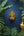Masque mural artisanal KIFF KIFF de Narasimha Swami en papier mâché, peint à la main, sur fond bleu avec plantes.