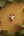 Mini masque mural KIFF KIFF de vache sacrée blanche en papier mâché peint à la main sur un mur ocre entouré de plantes
